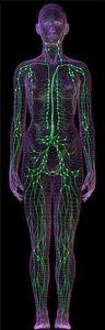 Human lymphatic system