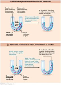 Anatomy & Physiology Study Guide: Cell Structure & Function | Notes