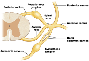 Anatomy & Physiology Study Guide: Spinal Cord, Nerves | Notes
