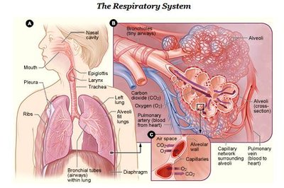 Diagram of the respiratory system showing upper and lower tracts, alveoli, and gas exchange
