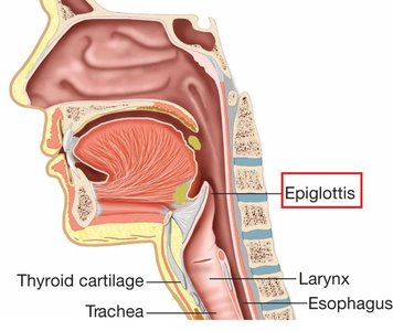 Sagittal section of the larynx showing epiglottis and cartilages