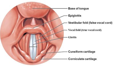Laryngeal cartilages and vocal folds