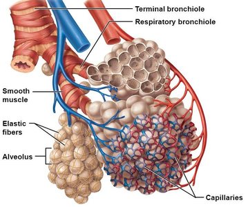 Detailed anatomy of the respiratory membrane and alveoli