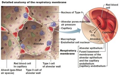 Detailed anatomy of the respiratory membrane and capillary network