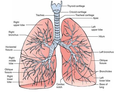 Pleurae and pleural cavity of the lungs