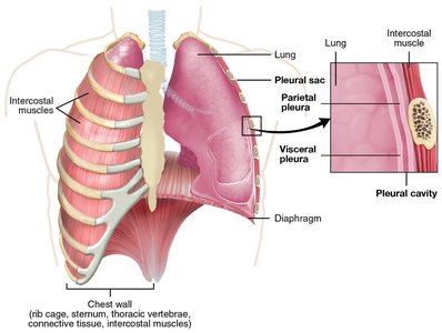 Gas exchange between alveoli and capillaries