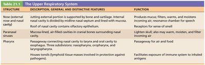 Table of the upper respiratory system structures and functions