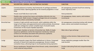 Table of the lower respiratory system structures and functions