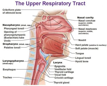 Anatomy of the upper respiratory tract