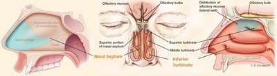 Nasal cavity and conchae anatomy
