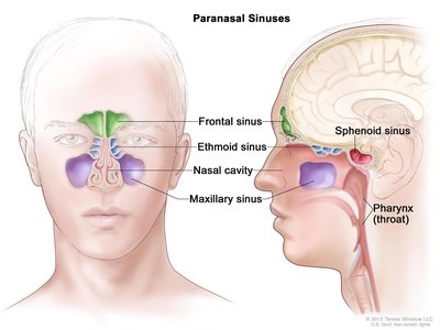 Paranasal sinuses in the skull