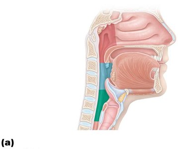Sagittal section of the pharynx regions