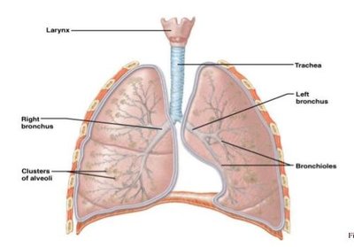 Diagram of the lungs, trachea, bronchi, and alveoli
