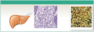 Reticular tissue