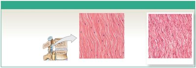 Elastic tissue
