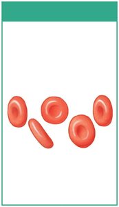 Red blood cells