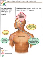 Comparison of local and reflex control