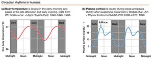 Circadian rhythms in humans