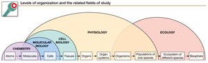 Levels of organization and the related fields of study