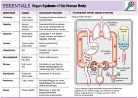 Organ systems of the human body and their integration