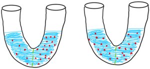 Osmosis demonstration in U-tube