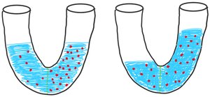 Osmosis demonstration in U-tube