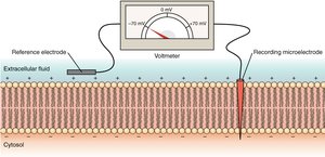 Measurement of membrane potential
