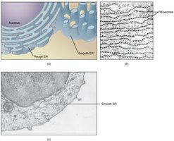 Rough ER with ribosomes