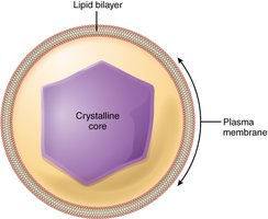 Peroxisome structure