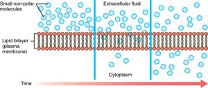 Diffusion of small non-polar molecules across the membrane
