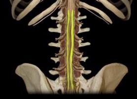 Protection and support of the spinal cord