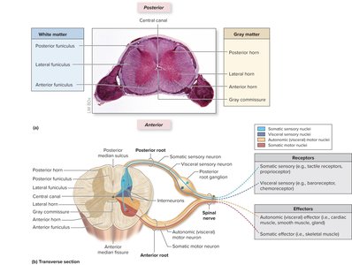 Distribution of gray matter in spinal cord