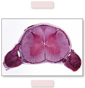 White matter tracts and fasciculi