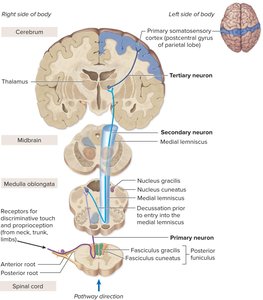 Anterolateral (spinothalamic) pathway