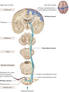 Spinocerebellar pathway