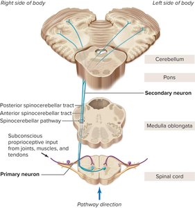 Corticospinal tracts (direct motor pathway)