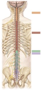 Spinal cord regions and enlargements