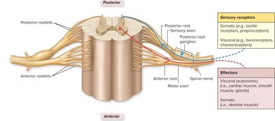 Spinal roots and nerve structure
