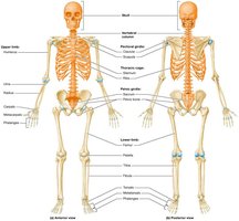 Divisions of the skeletal system: axial and appendicular skeleton