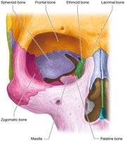 The orbit: bones forming the eye socket