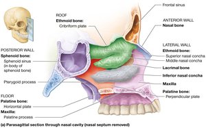 Nasal cavity: bones and structures