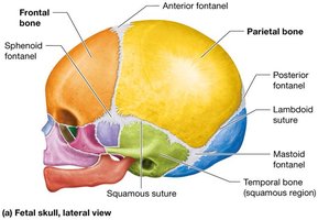 Fetal skull: lateral view with fontanels