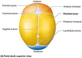 Fetal skull: superior view with fontanels