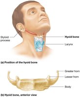 Structure and position of the hyoid bone