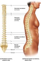 The vertebral column and normal spinal curvatures
