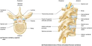 Basic structure of vertebrae