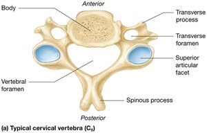 Cervical vertebrae: typical structure