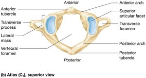 Atlas (C1) vertebra
