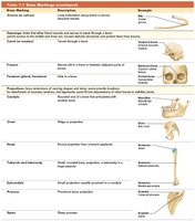 Table of bone markings: foramina, projections, and processes