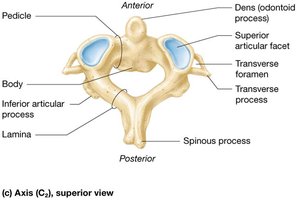 Axis (C2) vertebra